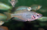 Melanotaenia Fluviatilis XL Regenboogvis Fluviatilis